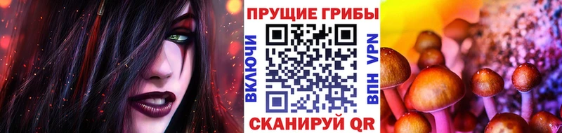Галлюциногенные грибы Psilocybine cubensis  как найти закладки  Дубна 
